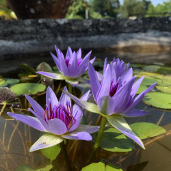 Nymphaea colorata, nénuphar tropical diurne