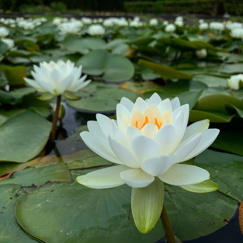 Nymphaea Odorata, nénuphar blanc rustique