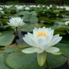 Nymphaea Odorata, nénuphar blanc rustique