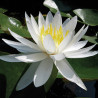 Nymphaea 'Caroliniana Nivea', nénuphar blanc rustique