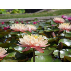 Nymphaea 'Mangkala Ubol', nénuphar rustique couleur cuivre