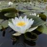 Nymphaea 'Hermine', nénuphar blanc rustique