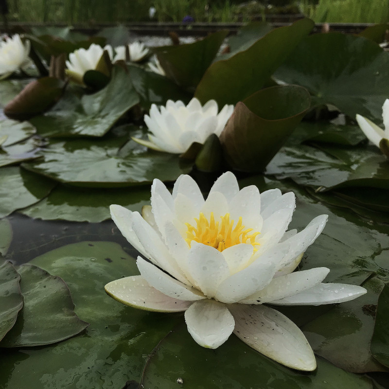 Nymphaea 'Marliacea Albida', nénuphar blanc rustique