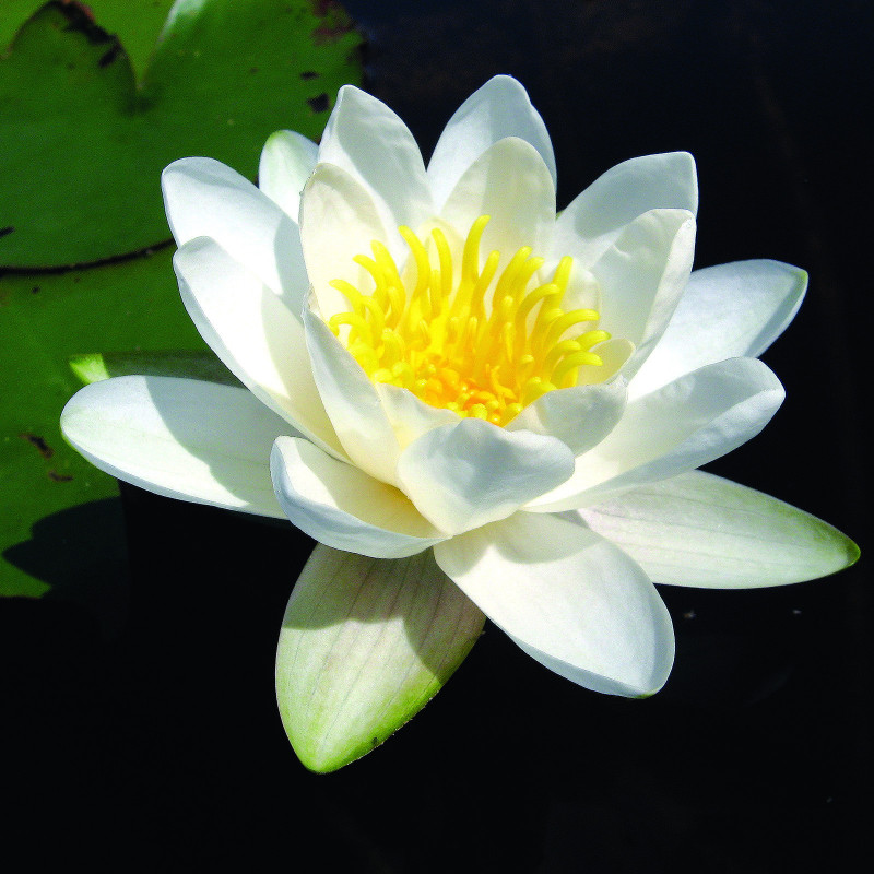 Nymphaea 'Elysée', nénuphar blanc rustique