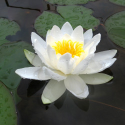 Nymphaea 'Albatros', nénuphar blanc rustique