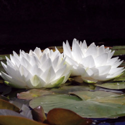 Nymphaea 'Gonnère', nénuphar blanc rustique