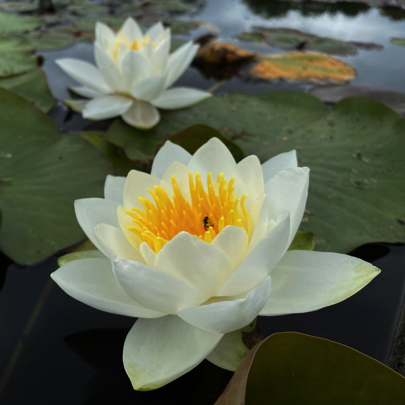 Nymphaea 'Virginalis', nénuphar blanc rustique