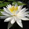 Nymphaea 'Lac des Cygnes', nénuphar blanc rustique