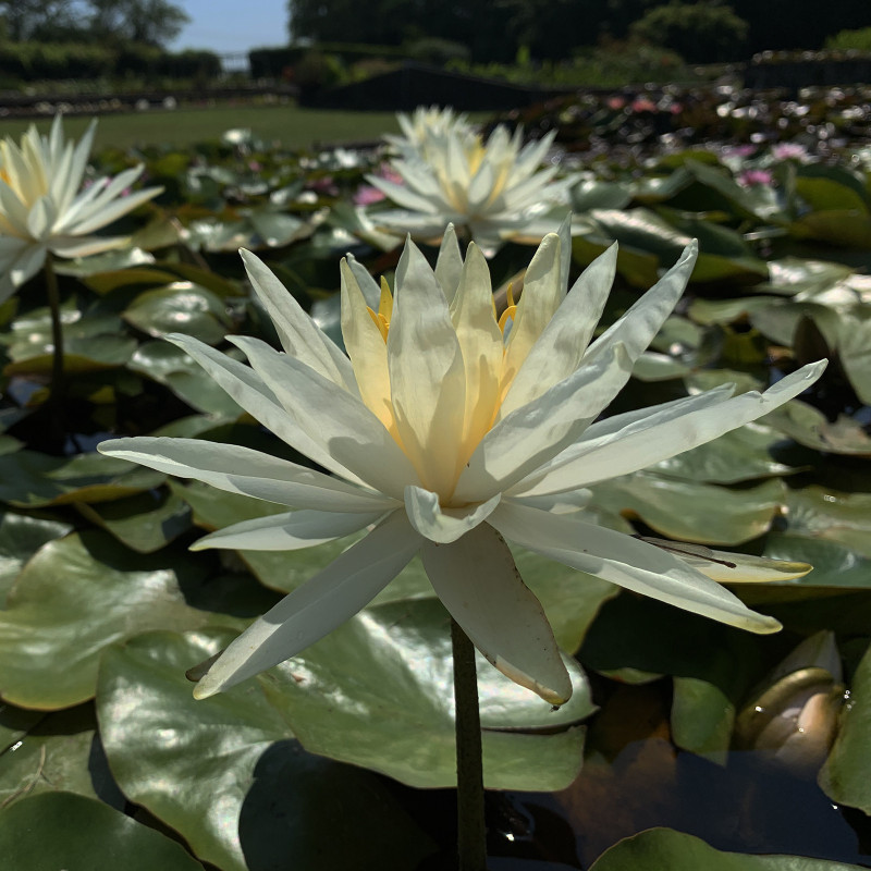 Nymphaea 'Hal Miller', nénuphar blanc rustique