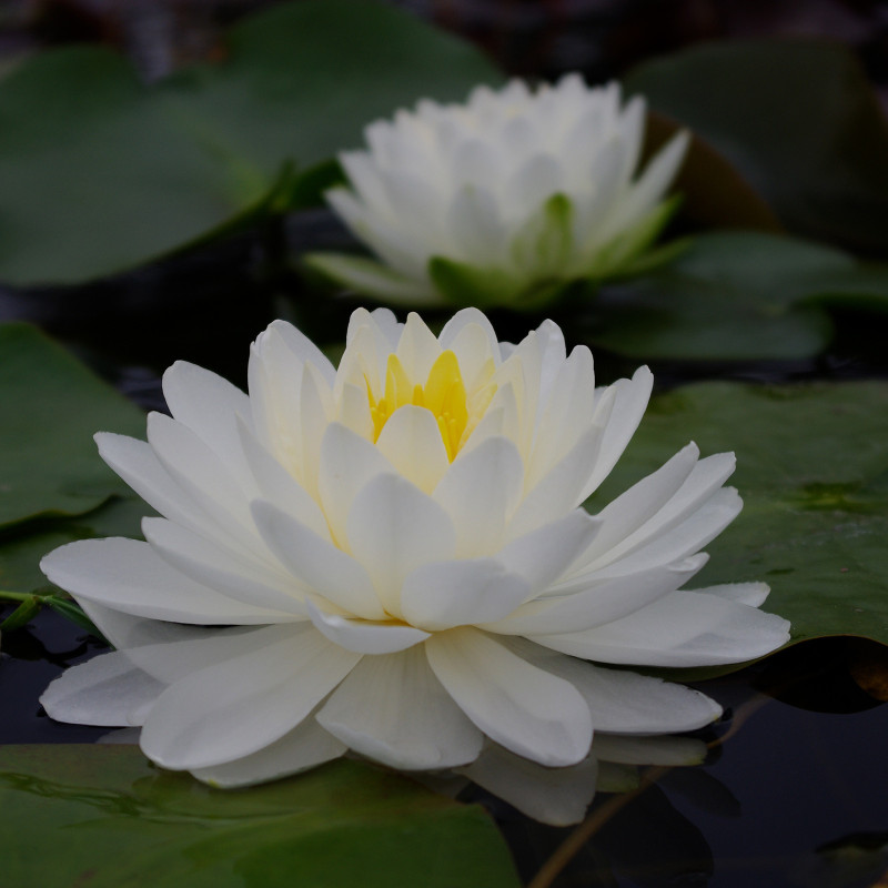 Nymphaea 'Tuberosa Richardsoni', nénuphar blanc rustique