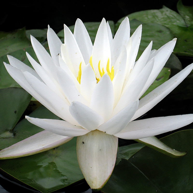 Nymphaea 'Venus', nénuphar blanc rustique