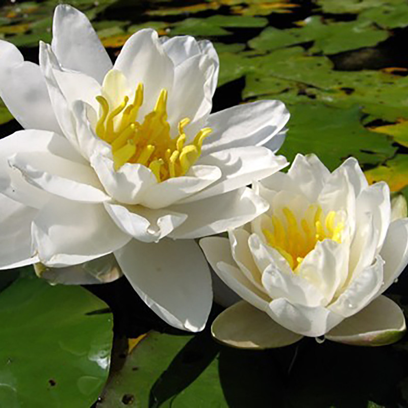 Nymphaea 'Perry's White Wonder', nénuphar blanc rustique