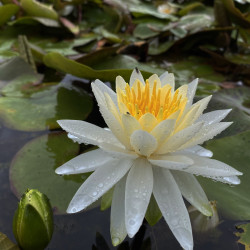 Nymphaea 'Evelyn Stetson', nénuphar blanc rustique