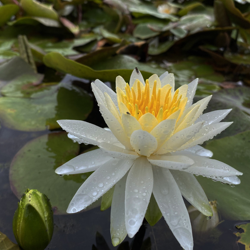 Nymphaea 'Evelyn Stetson', nénuphar blanc rustique Nymphaea 'Evelyn Stetson', nénuphar blanc rustique