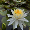 Nymphaea 'Evelyn Stetson', nénuphar blanc rustique