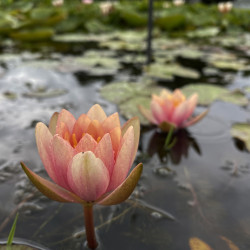 Nymphaea 'COMTE DE BOUCHAUD', nénuphar rustique couleur cuivre