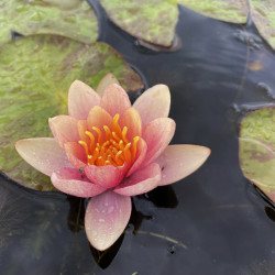 Nymphaea 'COMTE DE BOUCHAUD', nénuphar rustique couleur cuivre