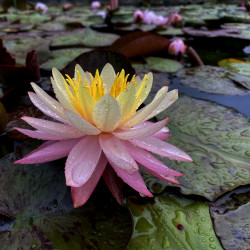 Nymphaea 'Clyde Ikins', nénuphar rustique couleur cuivre