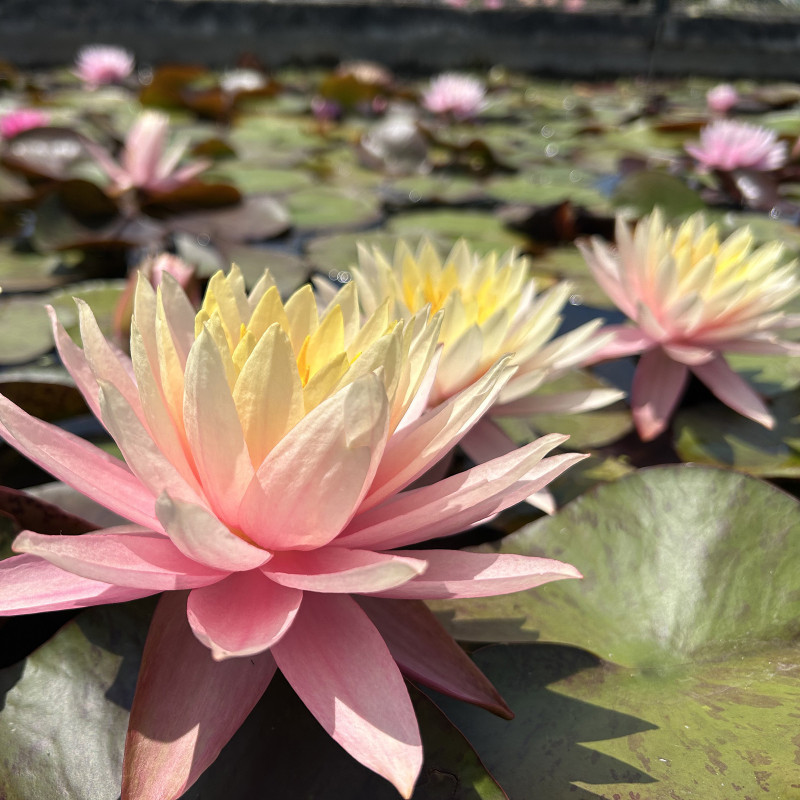 Nymphaea 'Clyde Ikins', nénuphar rustique couleur cuivre