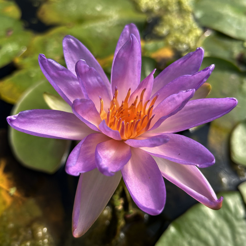 Nymphaea 'Violicious', nénuphar rustique couleur bleue/violet