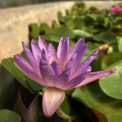 Nymphaea 'Violicious', nénuphar rustique couleur bleue/violet