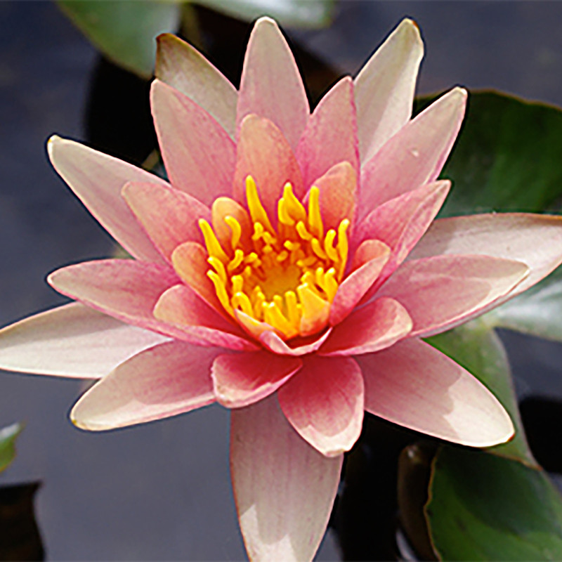 Nymphaea 'Little Sue', nénuphar rustique couleur cuivre