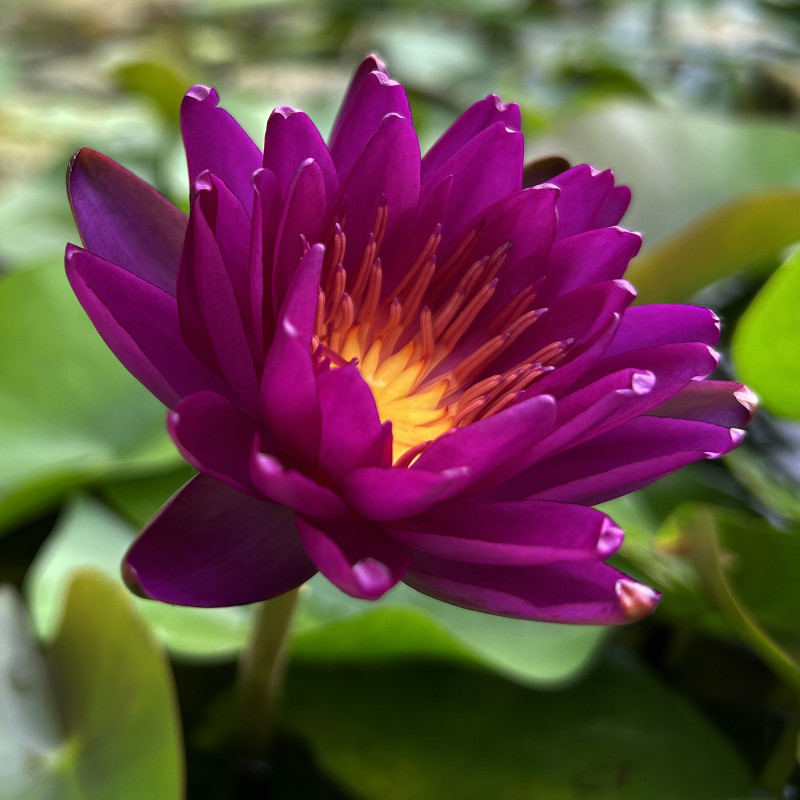 Nymphaea 'Purple Fantasy', nénuphar rustique couleur bleue/violet