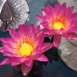 Nymphaea 'Siam Pink 2', nénuphar rustique couleur bleue/violet