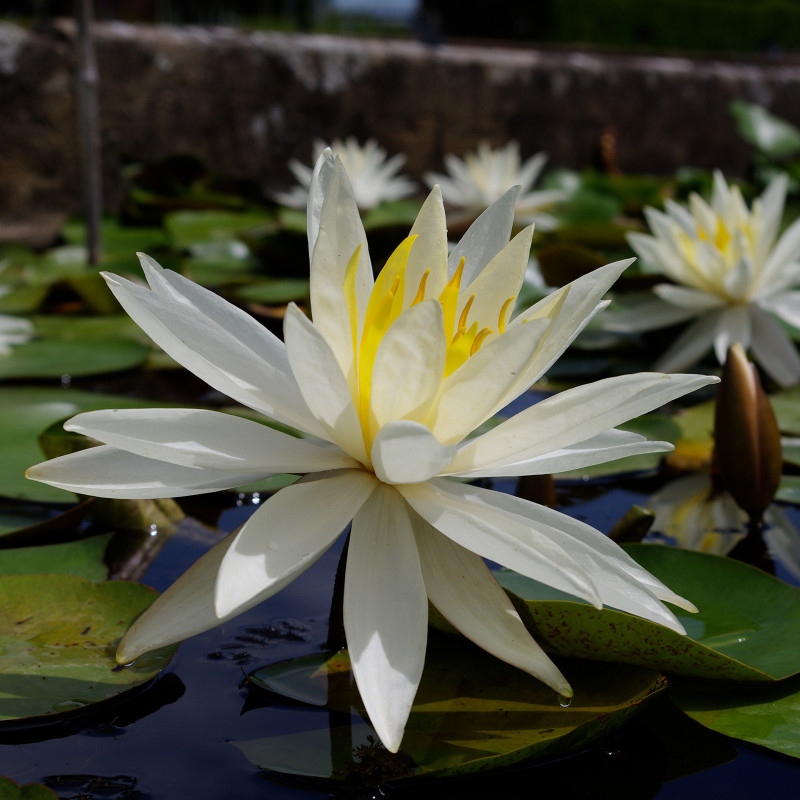 Nymphaea 'Virginia', nénuphar blanc rustique