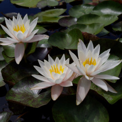 Nymphaea 'Hazorea Dagan White', nénuphar blanc rustique