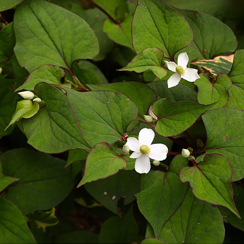 Houttuynia cordata, plante aquatique de berge