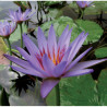 Nymphaea 'Blue Star', nénuphar tropical diurne