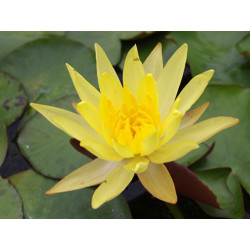 Nymphaea Mexicana, nénuphar rustique couleur jaune