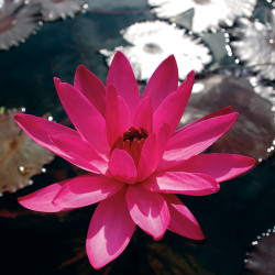 Nymphaea 'Red Cup' - nénuphar nocture