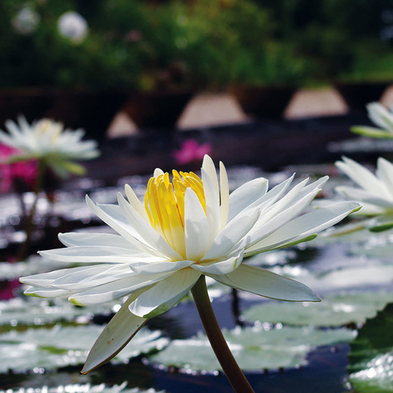 Nymphaea 'Trudy Slocum' - nénuphar nocturne