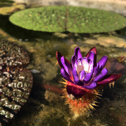 Euryale Ferox - sachet de 5 graines - nénuphar diurne