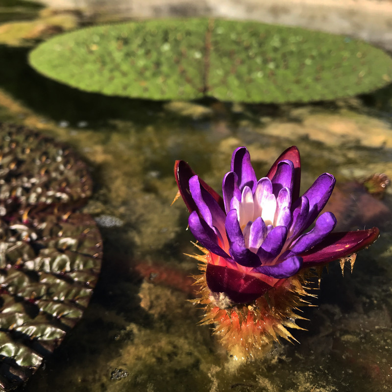 Euryale Ferox - sachet de 5 graines - nénuphar diurne