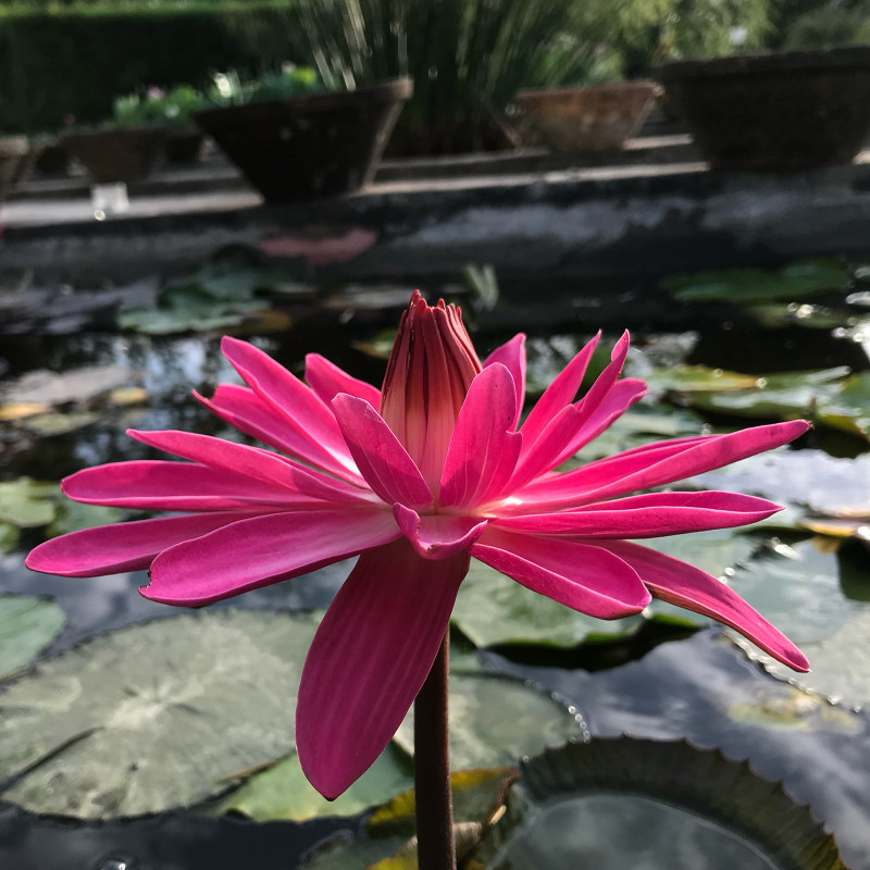 Nymphaea 'Antares' - nénuphar nocturne