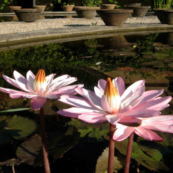 Nymphaea 'Texas Shell Pink' (Nelson, 1979) - nénuphar nocturne