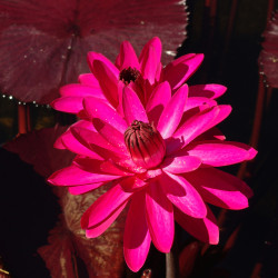 Nymphaea 'Red Flare' - nénuphar nocturne