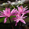 Nymphaea 'Mrs. George C. Hitchcock' - nénuphar nocturne