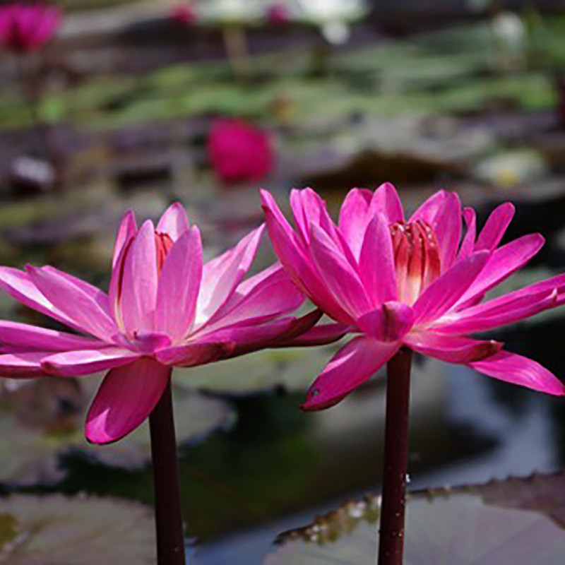 Nymphaea 'Emily Grant Hutchings' (Gurney, 1922) - nénuphar nocture