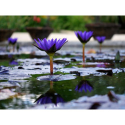 Nymphaea 'Star of Zanzibar', nénuphar tropical diurne
