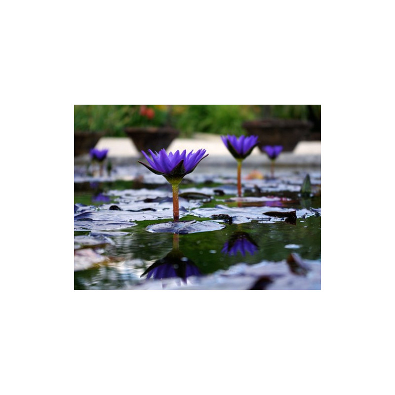 Nymphaea 'Star of Zanzibar', nénuphar tropical diurne
