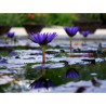 Nymphaea 'Star of Zanzibar', nénuphar tropical diurne
