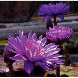 Nymphaea 'Tanzanite', nénuphar tropical diurne