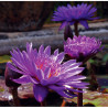 Nymphaea 'Tanzanite', nénuphar tropical diurne