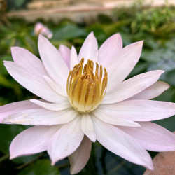 Nymphaea 'Texas Shell Pink' (Nelson, 1979) - nénuphar nocturne