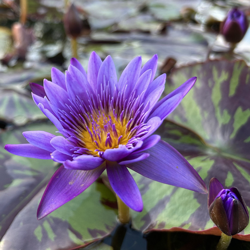 Nymphaea 'Tanzanite', nénuphar tropical diurne