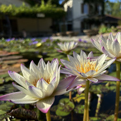 Nymphaea 'Southern Charm', nénuphar tropical diurne